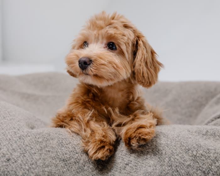 Medical Boarding for Dogs, Johns Creek Vet